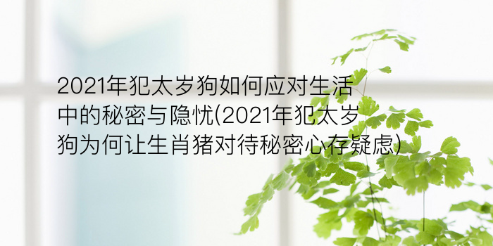 2024年五大生肖犯太岁游戏截图