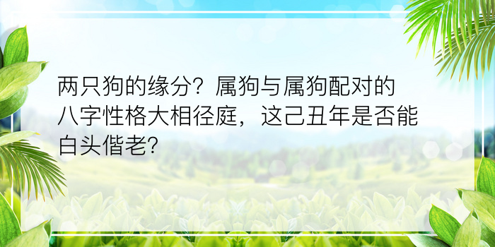 两只狗的缘分？属狗与属狗配对的八字性格大相径庭，这己丑年是否能白头偕老？