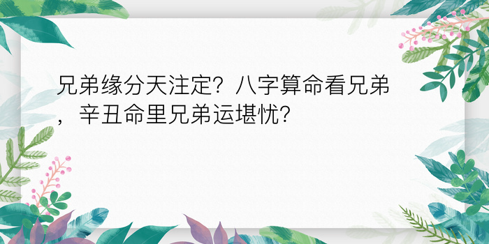 兄弟缘分天注定？八字算命看兄弟，辛丑命里兄弟运堪忧？