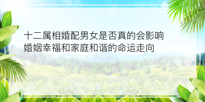 十二属相婚配男女是否真的会影响婚姻幸福和家庭和谐的命运走向