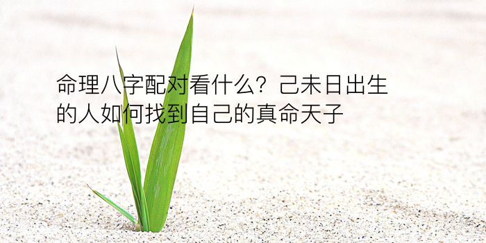 八字在线起名游戏截图