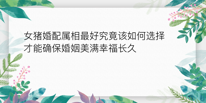 女猪婚配属相最好究竟该如何选择才能确保婚姻美满幸福长久