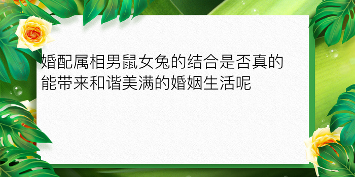 婚配属相男鼠女兔的结合是否真的能带来和谐美满的婚姻生活呢