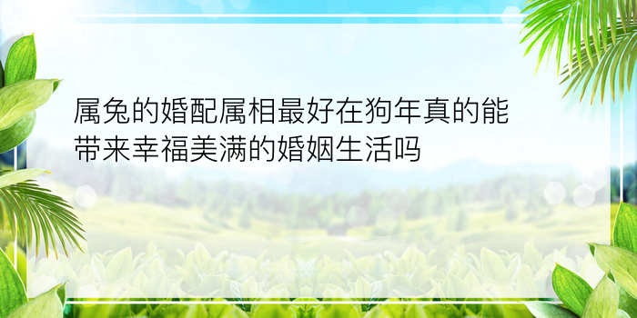 属兔的婚配属相最好在狗年真的能带来幸福美满的婚姻生活吗