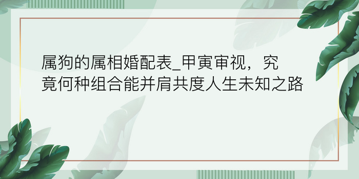 属狗的属相婚配表_甲寅审视，究竟何种组合能并肩共度人生未知之路