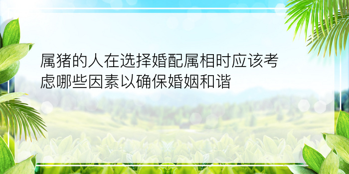 属猪的人在选择婚配属相时应该考虑哪些因素以确保婚姻和谐