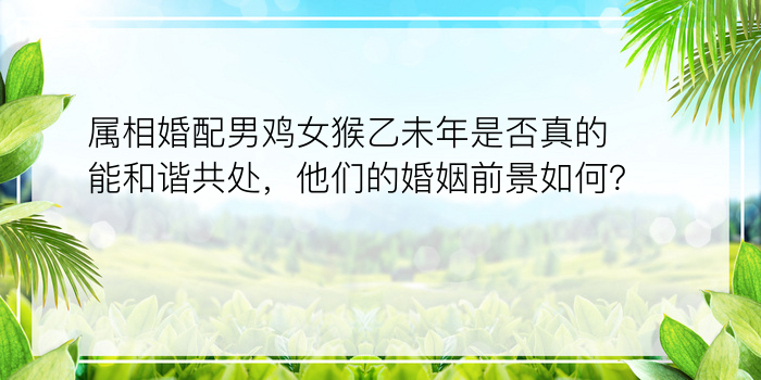 属相婚配男鸡女猴乙未年是否真的能和谐共处，他们的婚姻前景如何？