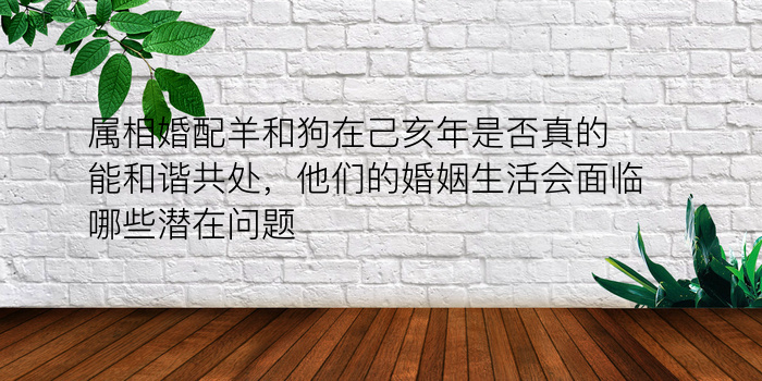 属相婚配羊和狗在己亥年是否真的能和谐共处，他们的婚姻生活会面临哪些潜在问题