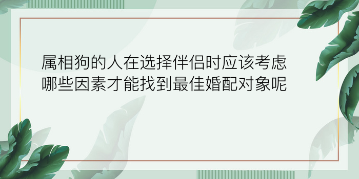 属相狗的人在选择伴侣时应该考虑哪些因素才能找到最佳婚配对象呢