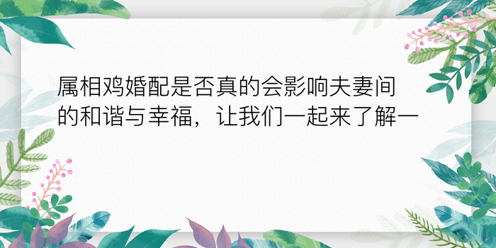 属相鸡婚配是否真的会影响夫妻间的和谐与幸福，让我们一起来了解一下