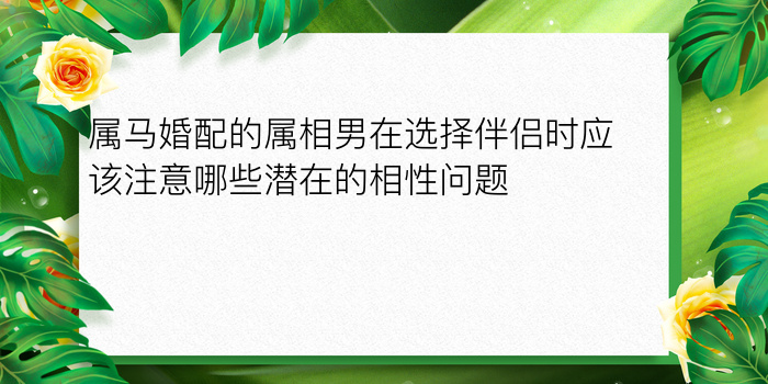 属马婚配的属相男在选择伴侣时应该注意哪些潜在的相性问题