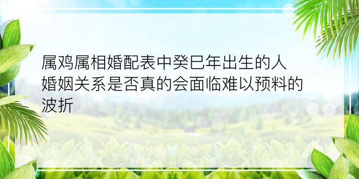 属鸡属相婚配表中癸巳年出生的人婚姻关系是否真的会面临难以预料的波折