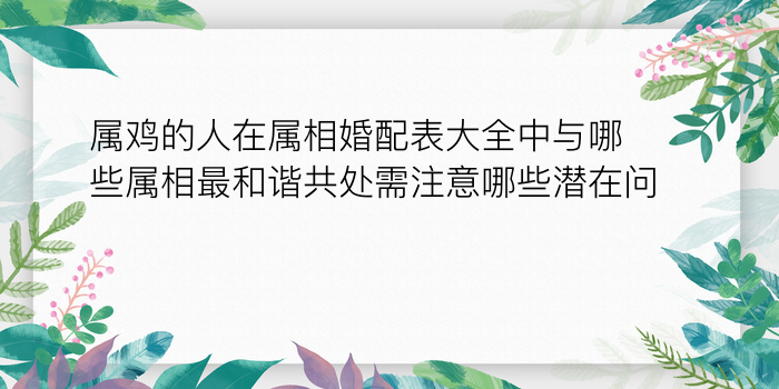 属鸡的人在属相婚配表大全中与哪些属相最和谐共处需注意哪些潜在问题