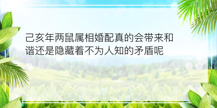 己亥年两鼠属相婚配真的会带来和谐还是隐藏着不为人知的矛盾呢