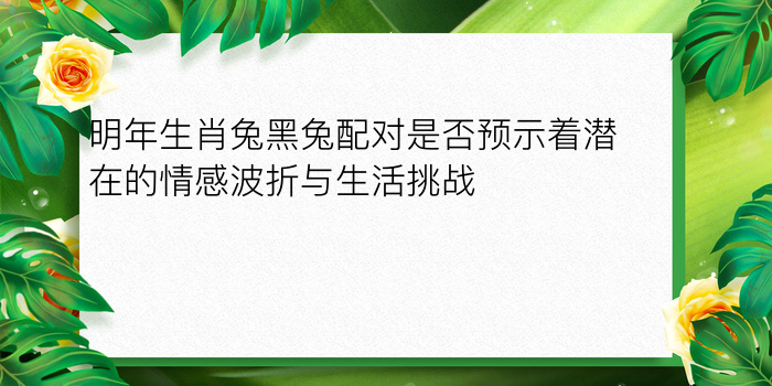 明年生肖兔黑兔配对是否预示着潜在的情感波折与生活挑战