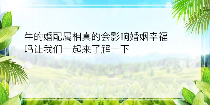 牛的婚配属相真的会影响婚姻幸福吗让我们一起来了解一下