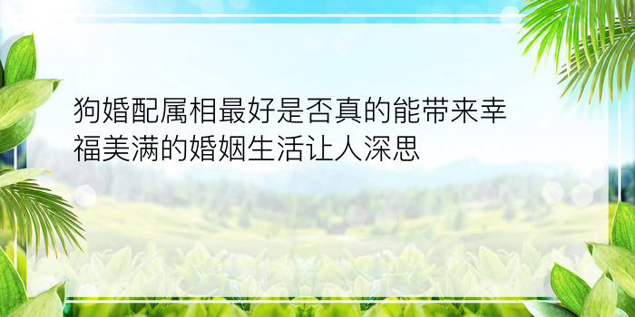 狗婚配属相最好是否真的能带来幸福美满的婚姻生活让人深思