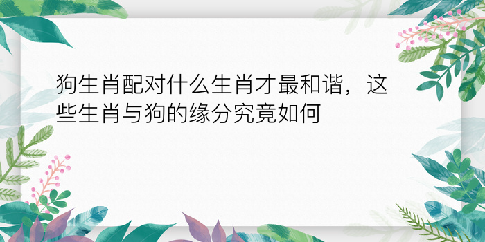 狗生肖配对什么生肖才最和谐，这些生肖与狗的缘分究竟如何