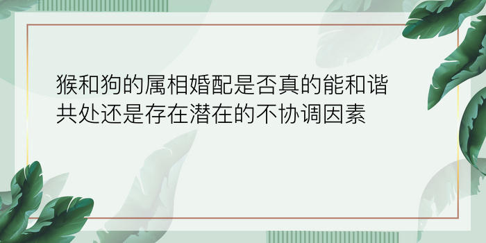 猴和狗的属相婚配是否真的能和谐共处还是存在潜在的不协调因素