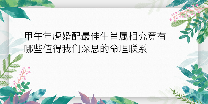 甲午年虎婚配最佳生肖属相究竟有哪些值得我们深思的命理联系