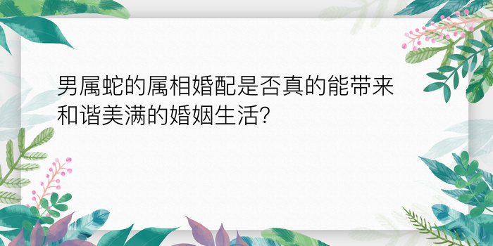 男属蛇的属相婚配是否真的能带来和谐美满的婚姻生活？