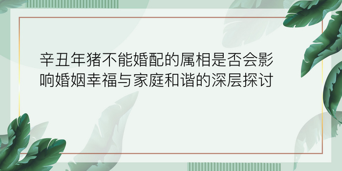 辛丑年猪不能婚配的属相是否会影响婚姻幸福与家庭和谐的深层探讨