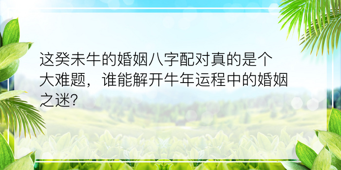 这癸未牛的婚姻八字配对真的是个大难题，谁能解开牛年运程中的婚姻之迷？