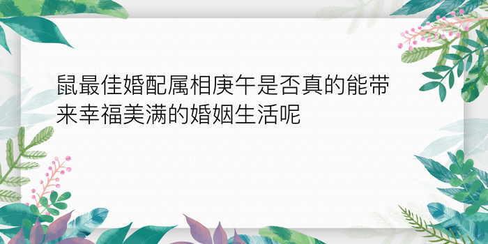 鼠最佳婚配属相庚午是否真的能带来幸福美满的婚姻生活呢